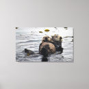 Search for sea otter Nature