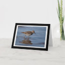 Search for sandpiper cards Animals