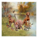 Search for vizsla posters Animals