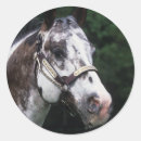 Search for appaloosa horse stickers Headshot