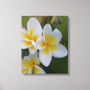 Search for frangipani art Summer