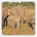 Search for african elephant stickers Masai mara