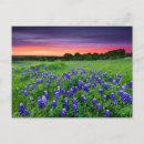 Search for bluebonnet postcards Lupine