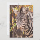 Search for zebra stripes cards Safari
