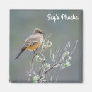 Search for phoebe magnets Nature