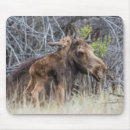 Search for moose mousepads Wildlife