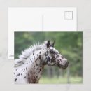 Search for spotty postcards Bob langrish