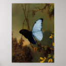 Search for blue morpho butterfly posters Exotic