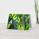Search for nile cards Agapanthus