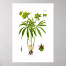 Search for hellebore posters Helleborus