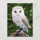 Search for alba postcards Wildlife