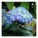 Search for hydrangea art Landscape
