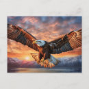 Search for eagle sky postcards Nature
