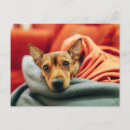 Search for chihuahua puppies postcards Canine