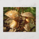 Search for boletus postcards Fungi