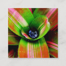 Search for heart photography Tropical