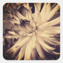 Search for dahlias stickers Botanical