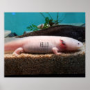 Search for axolotl art pink