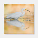 Search for sun set magnets Nature