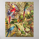 Search for cockatoo posters Jungle