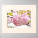 Search for cherry blossom posters Pink
