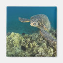 Search for algae magnets Ocean