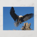 Search for wingspan postcards Eagle