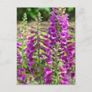 Search for foxglove flower postcards Flowers