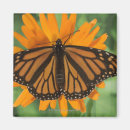 Search for monarch butterfly magnets Orange