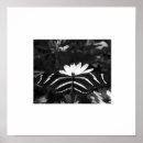 Search for black and white zebra posters Contemporary