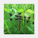 Search for flying dragons magnets Insect