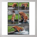 Search for panthera art Nature