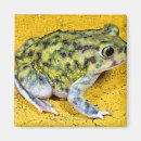 Search for toad magnets Animal