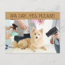 Search for grooming postcards Dogs