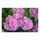 Search for hydrangea photo posters Hortensia