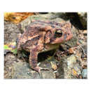 Search for toad photo Close up