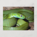 Search for snakes postcards Reptile