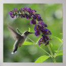 Search for bird flight posters Birding