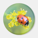 Search for lady in red magnets Yellow