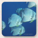 Search for 5 coasters Animal