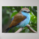 Search for little brown posters Bird