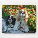 Search for cavalier mousepads Puppies