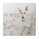 Search for german shepherd tiles Working dogs