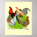 Search for gamecock posters Rooster
