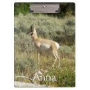 Search for antelopes photography Wildlife