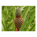 Search for tropical fruit posters Green