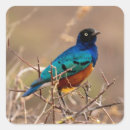 Search for bush stickers Bird