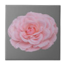 Search for pink rose tiles Romance