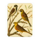 Search for three magnets Bird