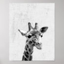 Search for african photography Giraffe